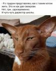 Прикрепленное изображение: Кот как две свекрови.jpg