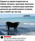 Прикрепленное изображение: Корова сбежала.jpg