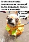 Прикрепленное изображение: Дикий зверь.jpg