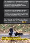 Прикрепленное изображение: Ворона и орехи.jpg