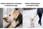 Прикрепленное изображение: Собака в плохую погоду.jpg