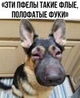 Прикрепленное изображение: Пчелы злые.jpg