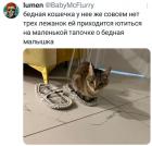 Прикрепленное изображение: Бедная кошечка.jpg