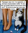 Прикрепленное изображение: Как бы поступил кот.jpg
