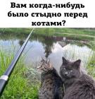 Прикрепленное изображение: Стыдно перед котами.jpg