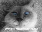 Прикрепленное изображение: 3aafe43fe7ae7c437623705b73898127_full.jpg