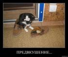 Прикрепленное изображение: Котис-философ.jpg