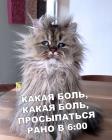 Прикрепленное изображение: 71oXRRkeqKY.jpg