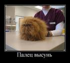Прикрепленное изображение: 14915238_fb713b52e316eb5c37401f1a71b586e3_800.jpg