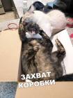 Прикрепленное изображение: Захват коробки.jpg
