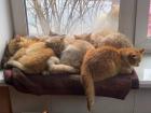 Прикрепленное изображение: Котики на подоконнике.jpg