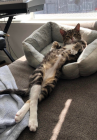 Прикрепленное изображение: Котик отдыхает.png