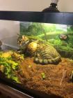 Прикрепленное изображение: Котик и черепаха 2.jpg
