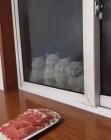 Прикрепленное изображение: Котики белые за окном.jpg