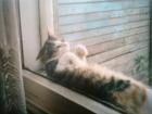 Прикрепленное изображение: Котика достали дети.jpg