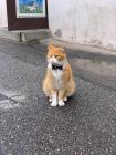 Прикрепленное изображение: Котик интеллигент.jpg
