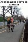 Прикрепленное изображение: Леопарды на охоте за оленями.jpg