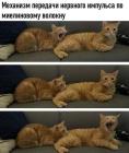 Прикрепленное изображение: Передача нервного импульса.jpg