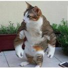 Прикрепленное изображение: ckv.jpg