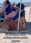 Прикрепленное изображение: Собака нашла новых хозяев.jpg