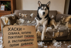Прикрепленное изображение: Хаски в квартире.png
