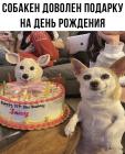 Прикрепленное изображение: Собакен доволен подарку.jpg