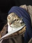 Прикрепленное изображение: Кошечка с жемчужной сережкой.jpg