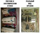 Прикрепленное изображение: Реальный вид органов.jpg