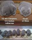 Прикрепленное изображение: Котики - родители.jpg