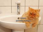 Прикрепленное изображение: раковина занята.jpg