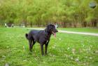 Прикрепленное изображение: canis-familiaris_05.jpg