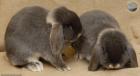 Прикрепленное изображение: oryctolagus-cuniculus_02.jpg