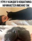 Прикрепленное изображение: Утро кошатника.jpg