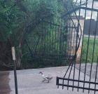 Прикрепленное изображение: Гусь в воротах.jpg