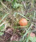 Прикрепленное изображение: IMG_20260829_131746_043~2.jpg