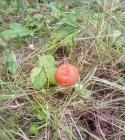 Прикрепленное изображение: IMG_20260829_131736_893~2.jpg