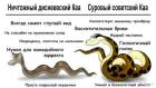 Прикрепленное изображение: Каа.jpg