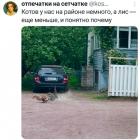 Прикрепленное изображение: Котик гоняет лису.jpg