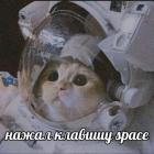 Прикрепленное изображение: Котик нажал спейс.jpg