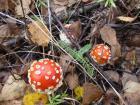 Прикрепленное изображение: DSC04373.JPG