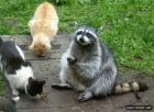 Прикрепленное изображение: raccoons_018.jpg
