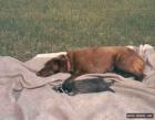 Прикрепленное изображение: raccoons_023.jpg