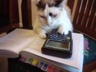 Прикрепленное изображение: котис2.jpg