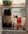 Прикрепленное изображение: Котик в холодильнике 1.jpg