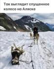 Прикрепленное изображение: Спущенное колесо на Аляске.jpg