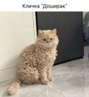 Прикрепленное изображение: 1788244969.jpg