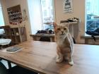 Прикрепленное изображение: cat-cafe-4.jpg