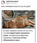 Прикрепленное изображение: Толстый кот.jpg