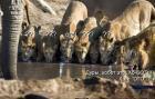 Прикрепленное изображение: tigers.jpg