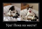 Прикрепленное изображение: demotivatory_20.jpg